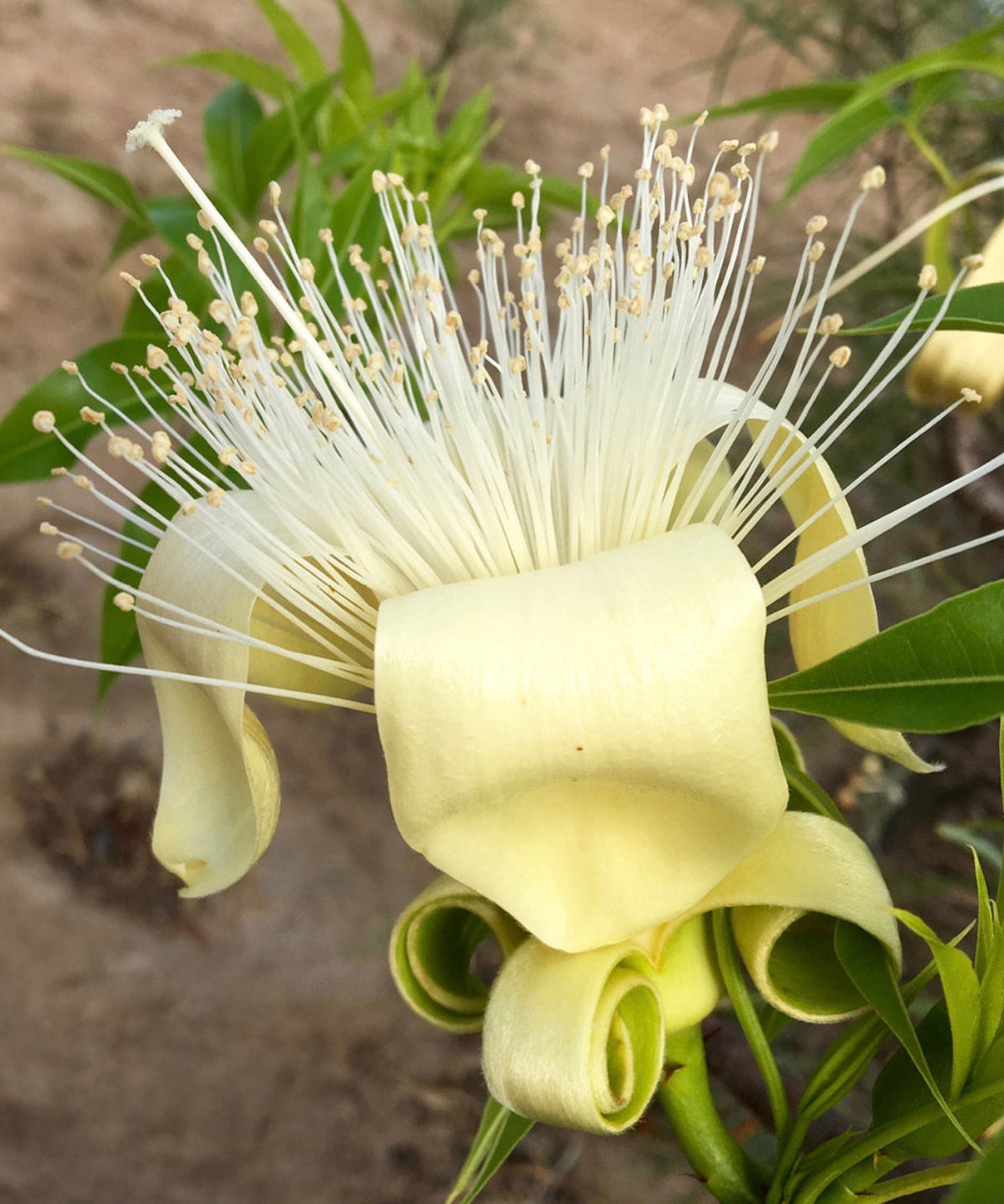 BOAB: IL FIORE DEL BUSH SIMBOLO DI RINASCITA